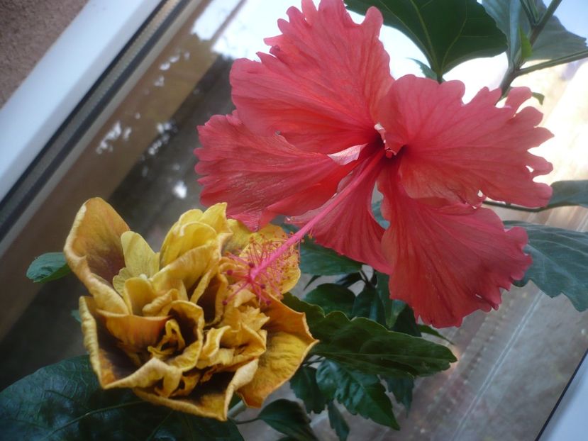 P1450086 - HIBISCUSI 2020-2