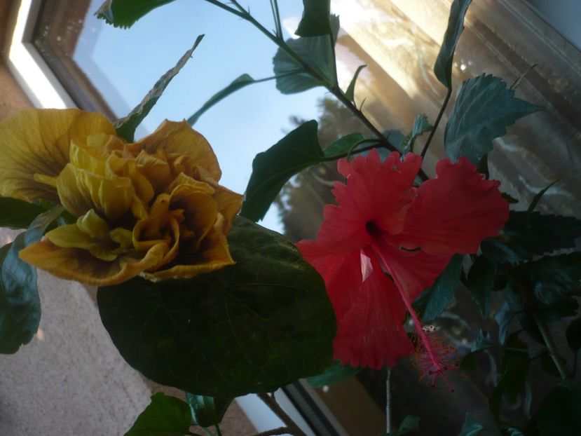 P1450088 - HIBISCUSI 2020-2