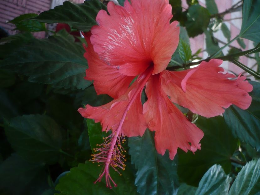 P1450091 - HIBISCUSI 2020-2