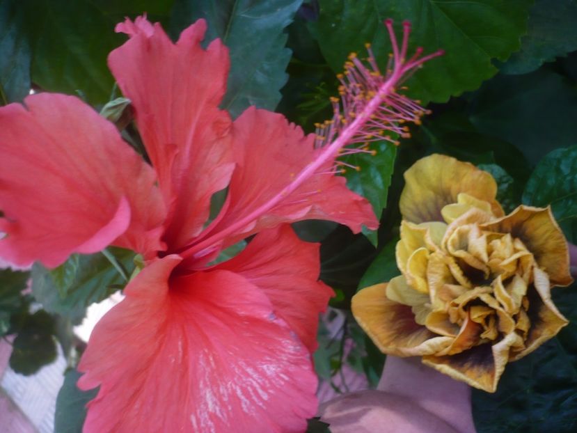 P1450092 - HIBISCUSI 2020-2