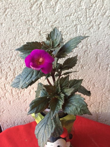 21.07.2020- Boca do Inferno - Achimenes 2020