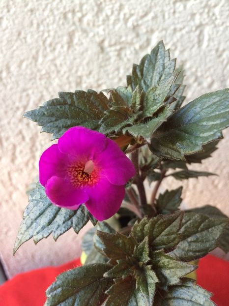 21.07.2020– Boca do Inferno - Achimenes 2020