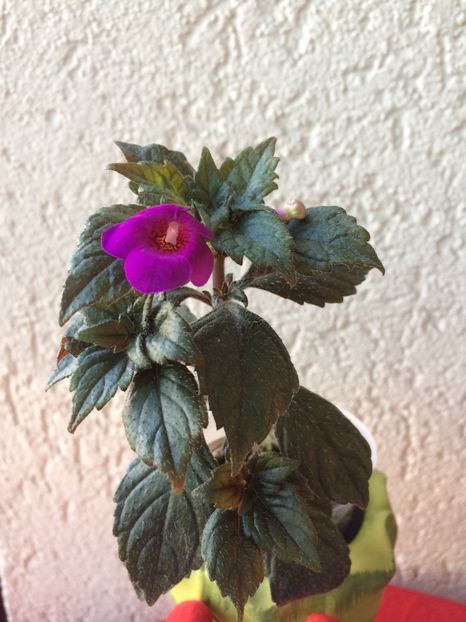 21.07.2020– RF’s Patricia Paiola S - Achimenes 2020