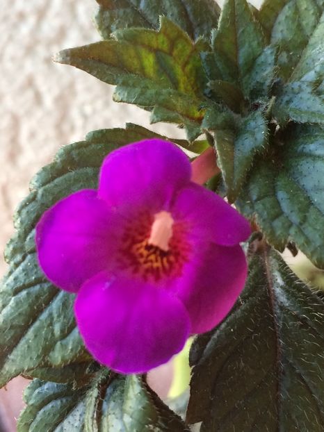 21.07.2020– RF’s Patricia Paiola S - Achimenes 2020