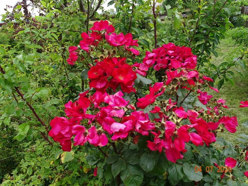  - Trandafiri 3