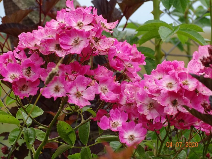 seedling - Trandafiri 3