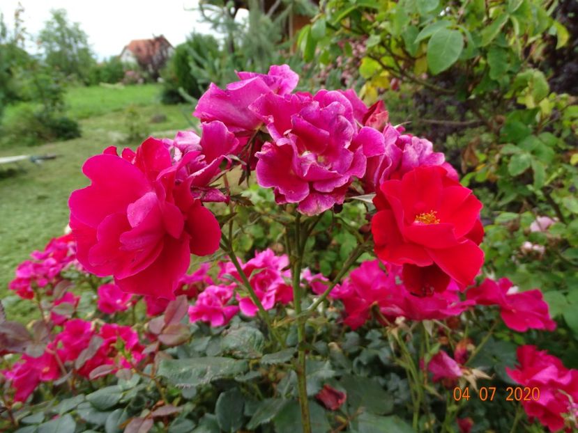 - Trandafiri 3