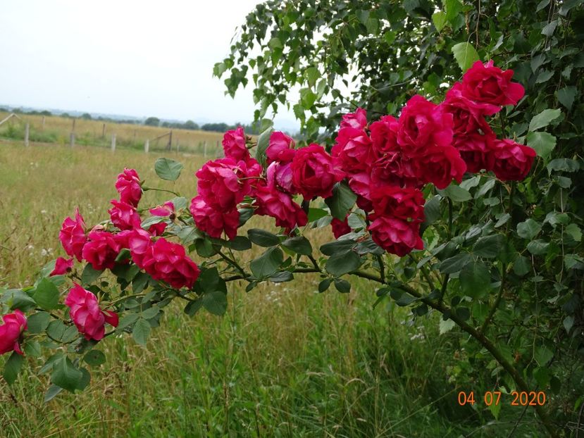  - Trandafiri 3