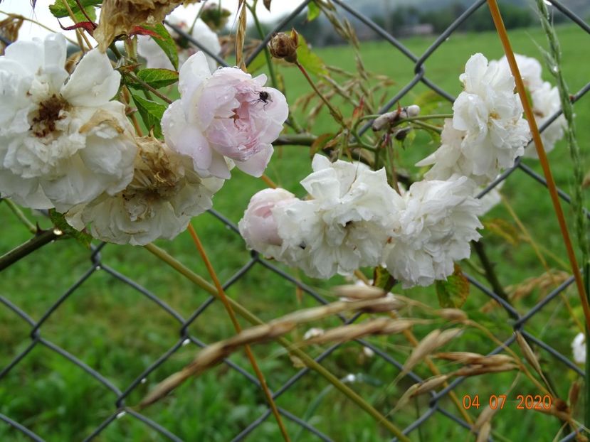 Baltimore Belle - Trandafiri 3