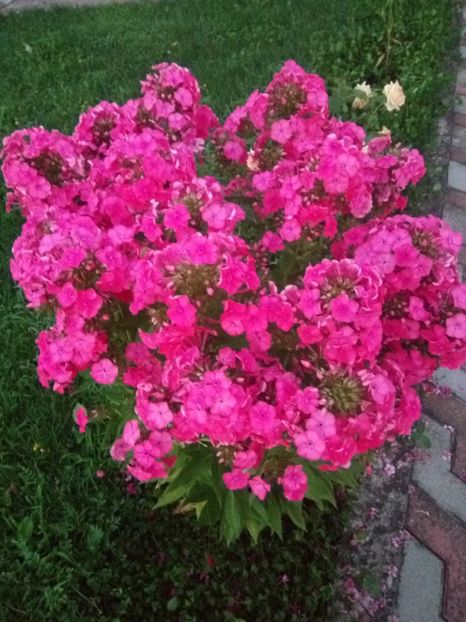 Roz-somon neobosit - 0- PHLOX - ECHINACEA- RUDBECKIA- si alte perene