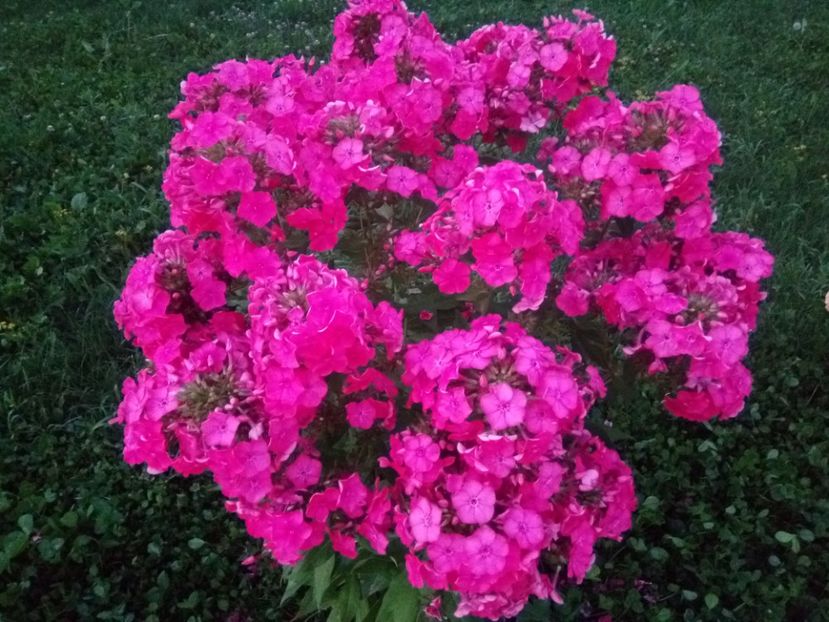  - 0- PHLOX - ECHINACEA- RUDBECKIA- si alte perene