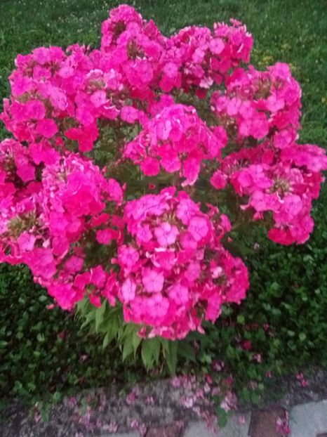  - 0- PHLOX - ECHINACEA- RUDBECKIA- si alte perene
