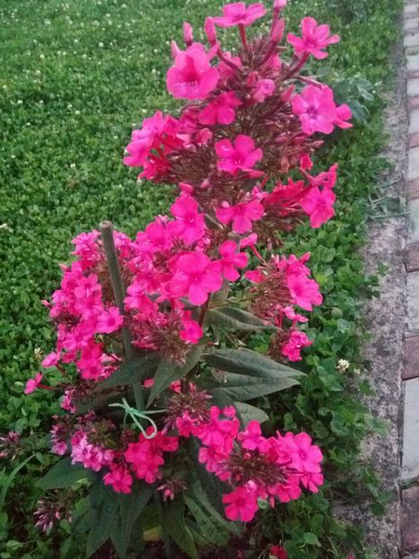 Corai - 0- PHLOX - ECHINACEA- RUDBECKIA- si alte perene