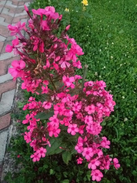  - 0- PHLOX - ECHINACEA- RUDBECKIA- si alte perene