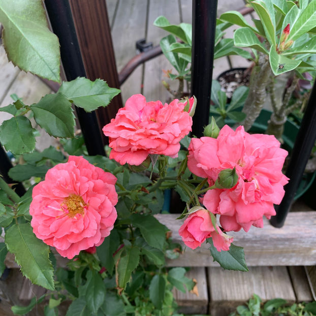  - Jurnalul gradinii 2020