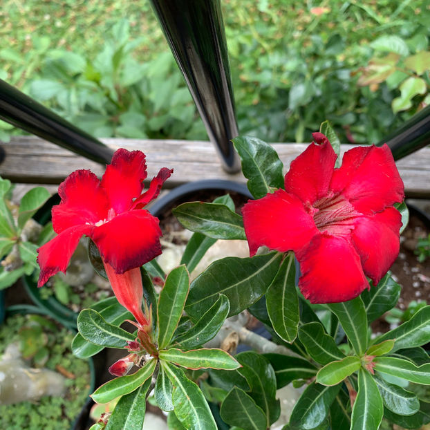  - Jurnalul gradinii 2020