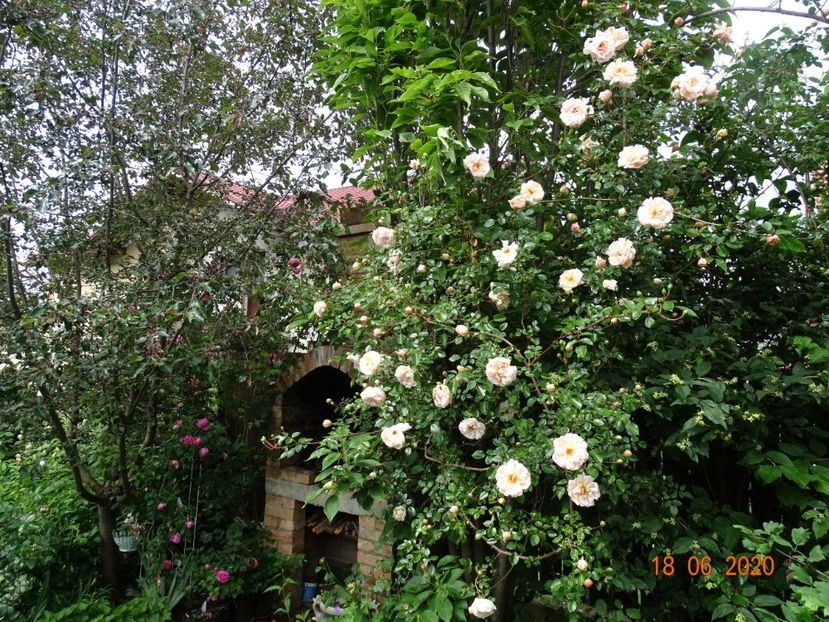  - Gradina 2020