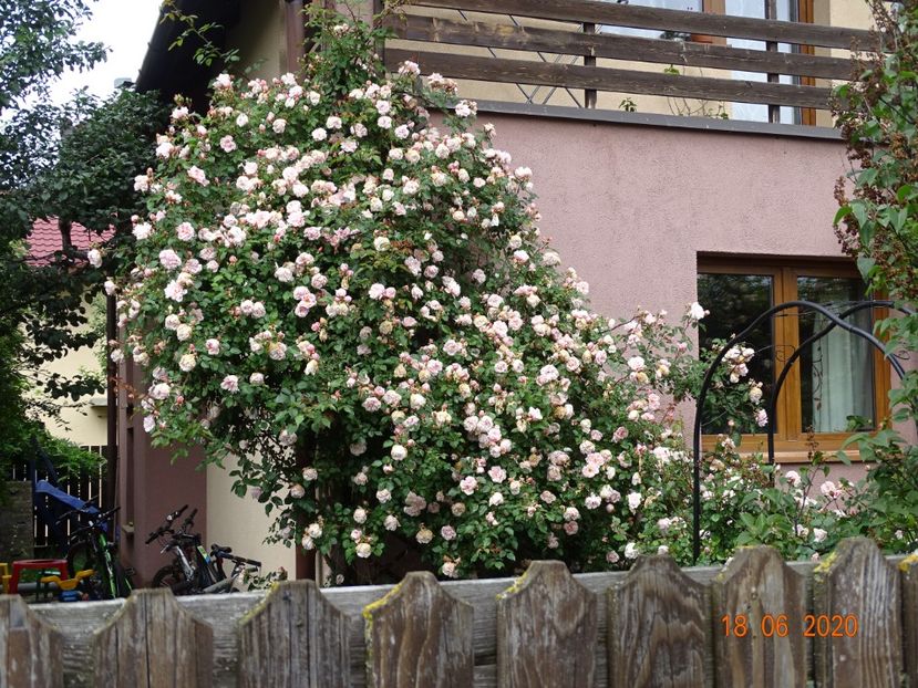  - Gradina 2020