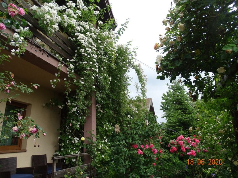  - Gradina 2020