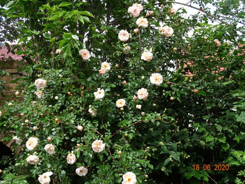  - Trandafiri 2020