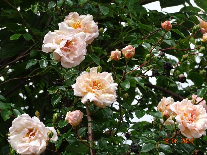  - Trandafiri 2020