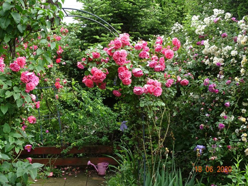  - Trandafiri 2020