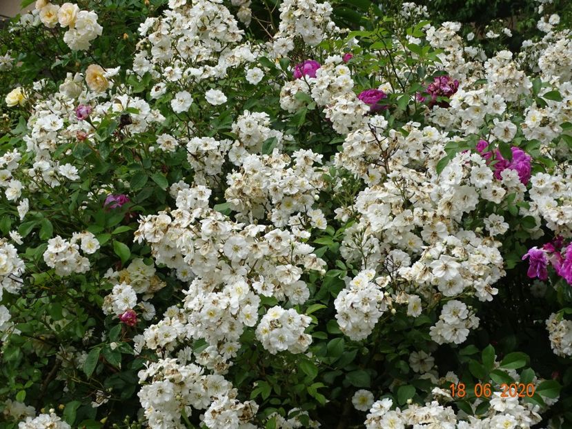  - Trandafiri 2020
