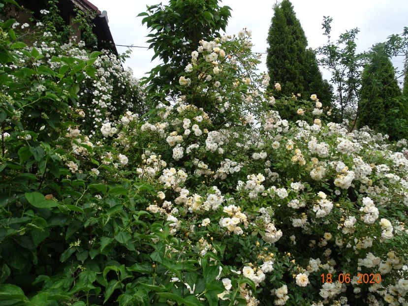  - Trandafiri 2020