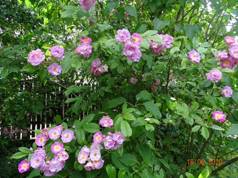  - Trandafiri 2020