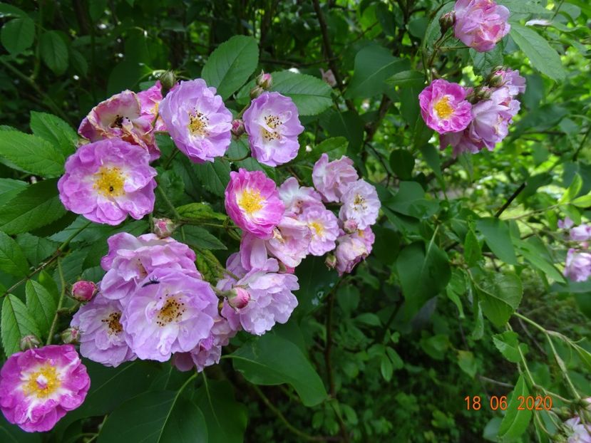  - Trandafiri 2020