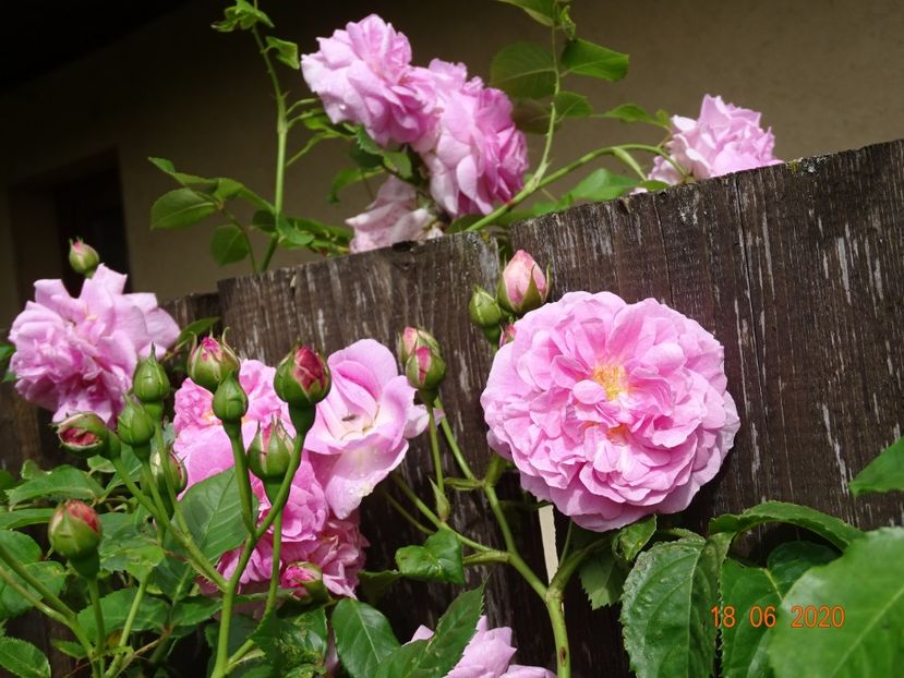  - Trandafiri 2020