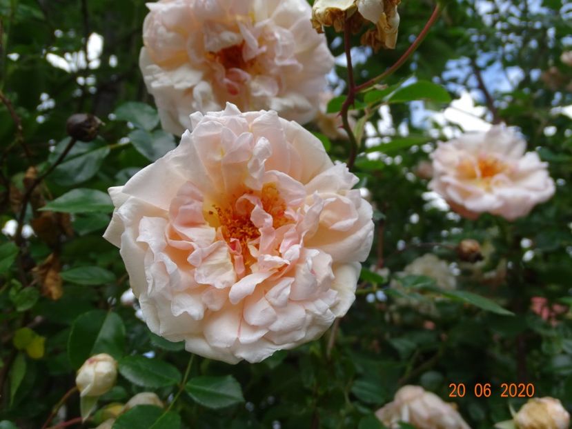  - Trandafiri 2020