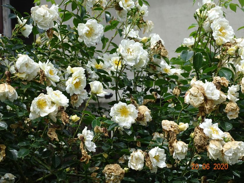  - Trandafiri 2020