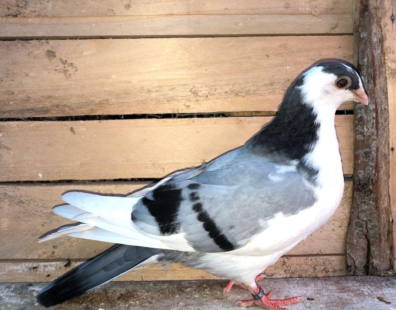 8739  femelă  2020_2 - tineret 2020