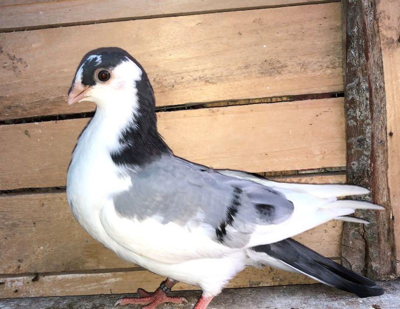 8739  femelă  2020_1 - tineret 2020