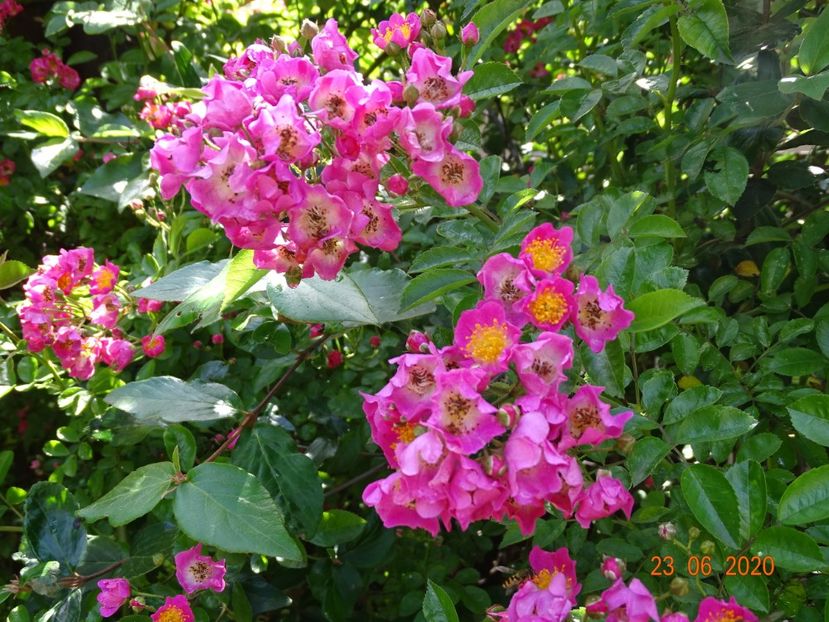  - Trandafiri 2020
