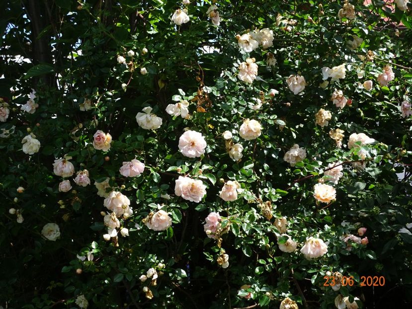  - Trandafiri 2020