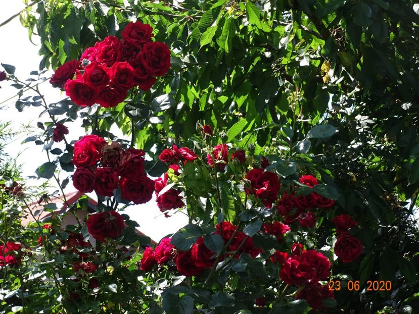  - Trandafiri 2020