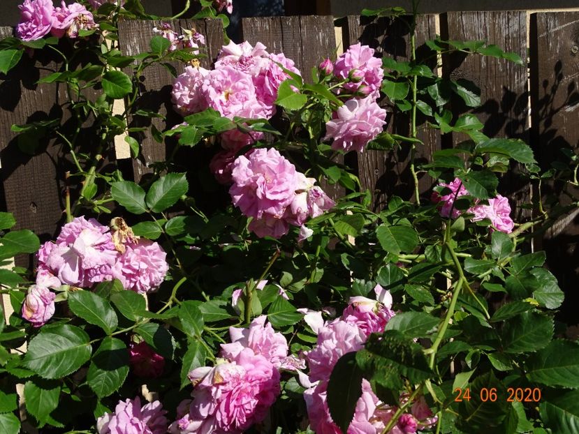  - Trandafiri 2020
