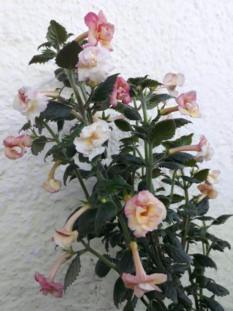  - 001 2021 - Limoncello