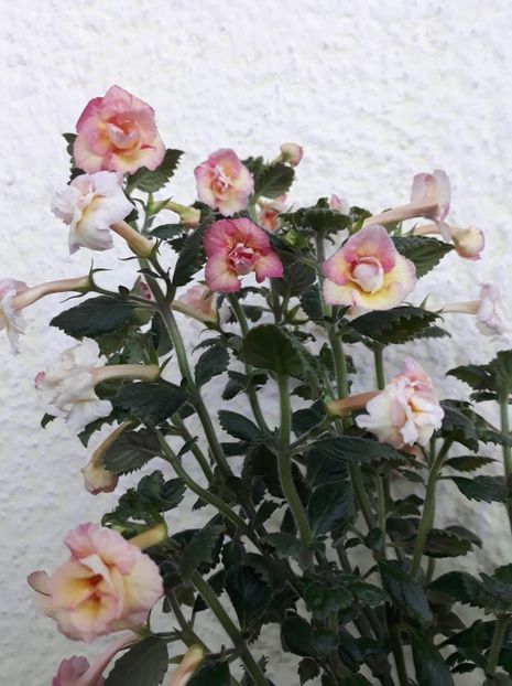  - 001 2021 - Limoncello