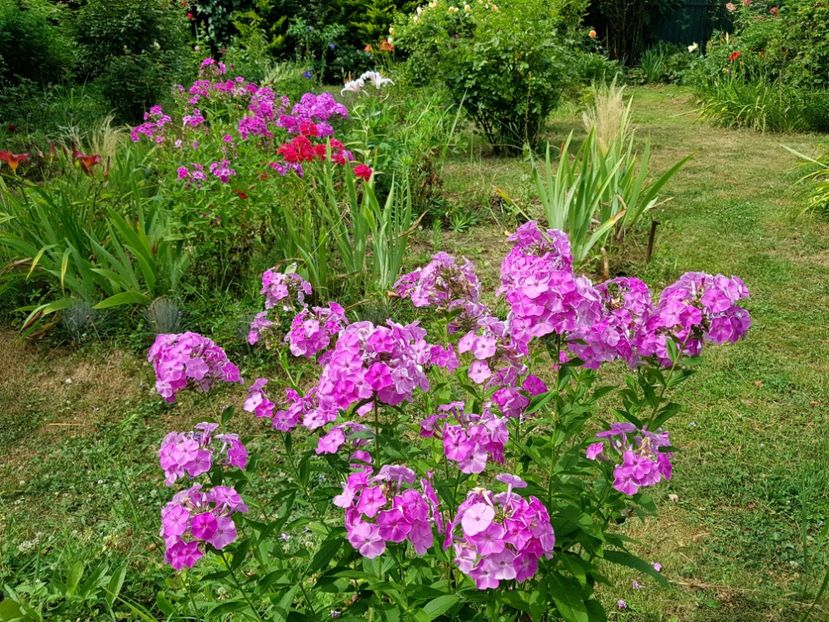  - 2020_Phlox