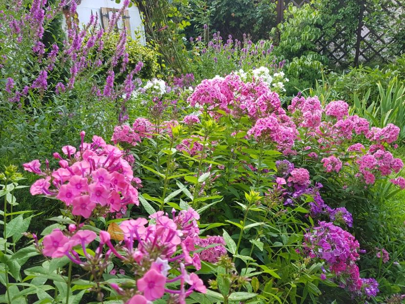  - 2020_Phlox