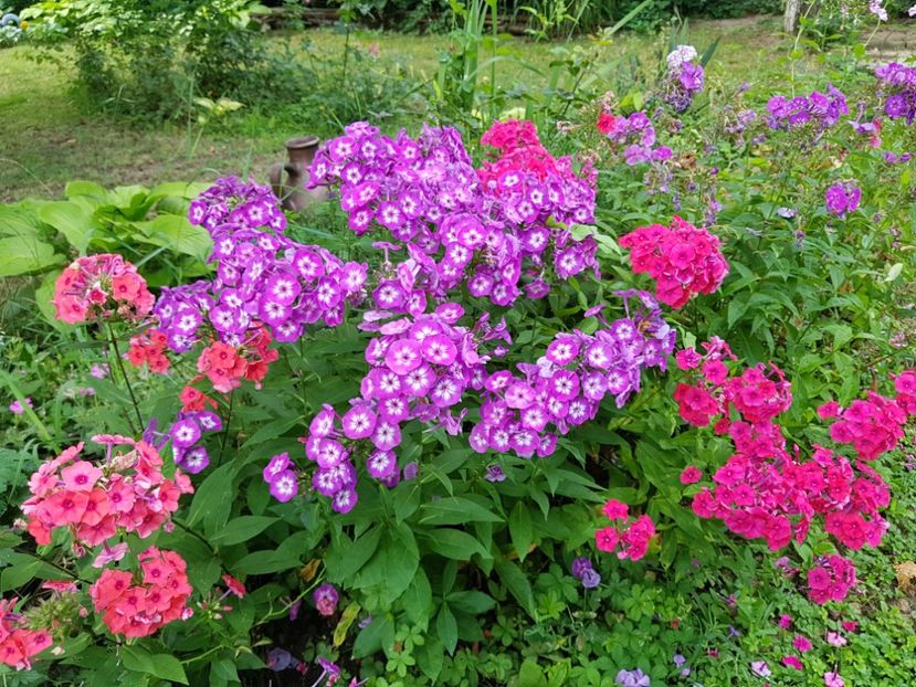  - 2020_Phlox