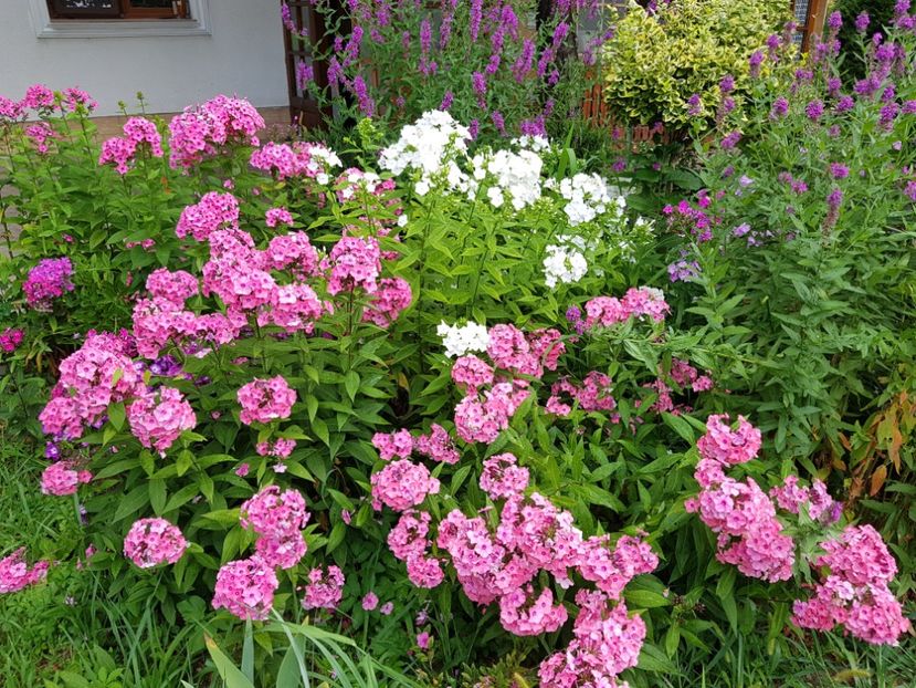  - 2020_Phlox