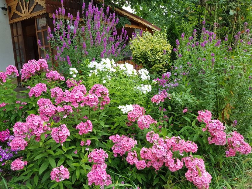  - 2020_Phlox