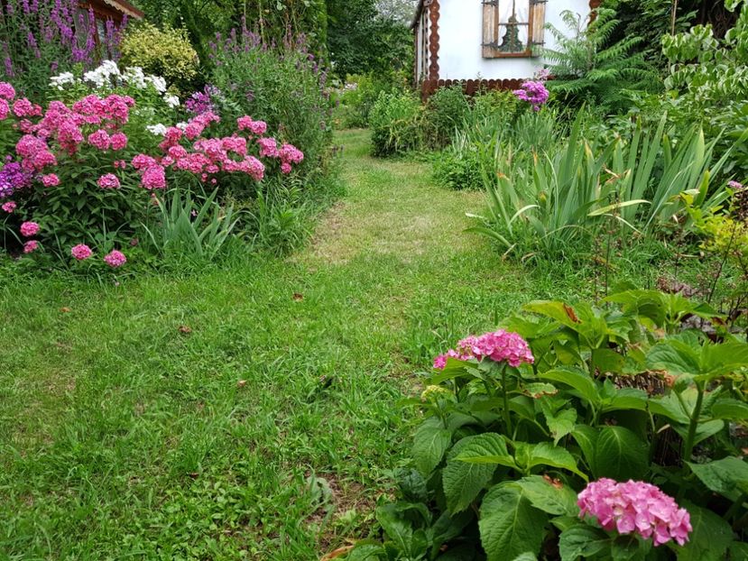  - 2020_Phlox