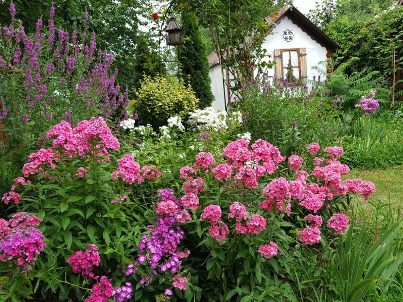  - 2020_Phlox