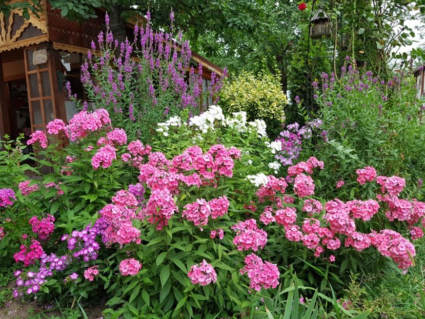  - 2020_Phlox