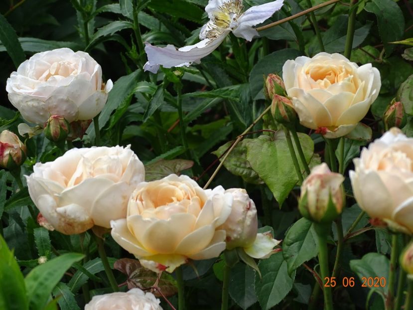  - Trandafiri 2020